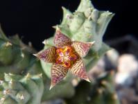 Thumbnail of 1953_Piaranthus geminatus foetidus_20161030_04(1).JPG